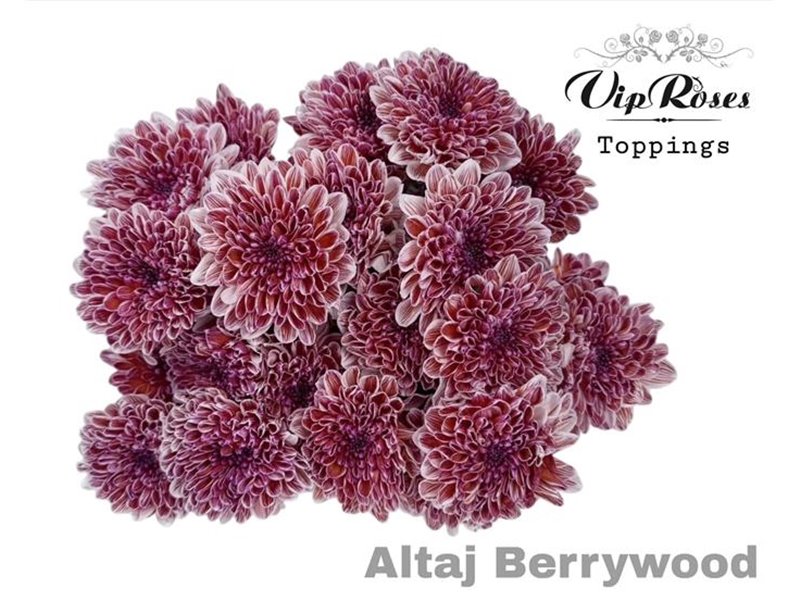 Marjetka T Altaj Berrywood c959