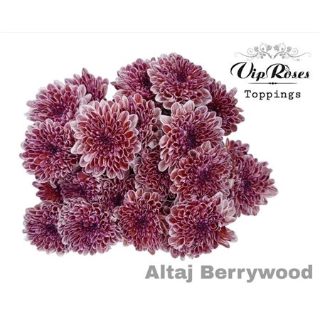 Marjetka T Altaj Berrywood c959