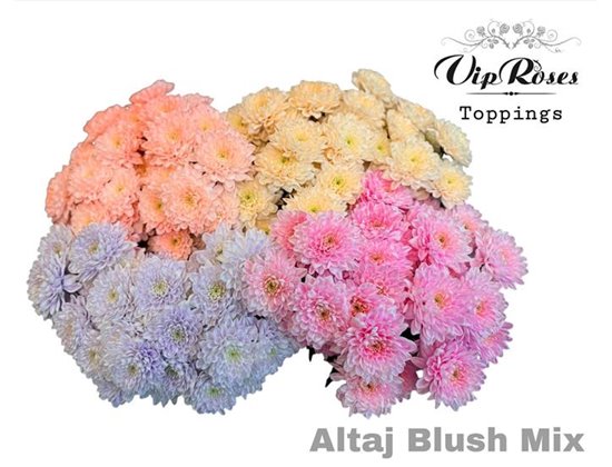 Marjetka T Altaj Blush Mixed c960