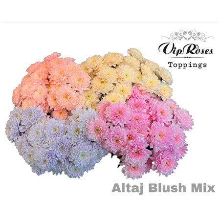 Marjetka T Altaj Blush Mixed c960