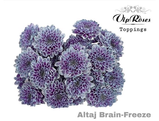 Marjetka T Altaj Brain Freeze c962