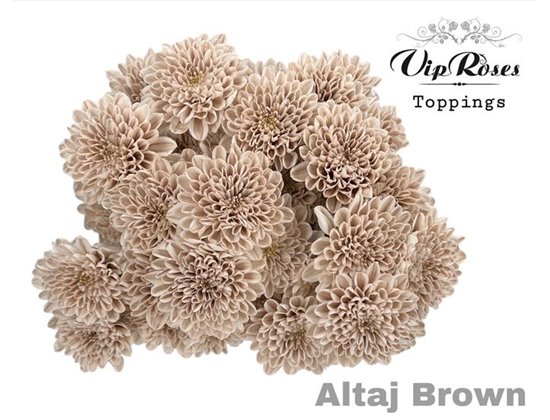 Marjetka T Altaj Brown c963