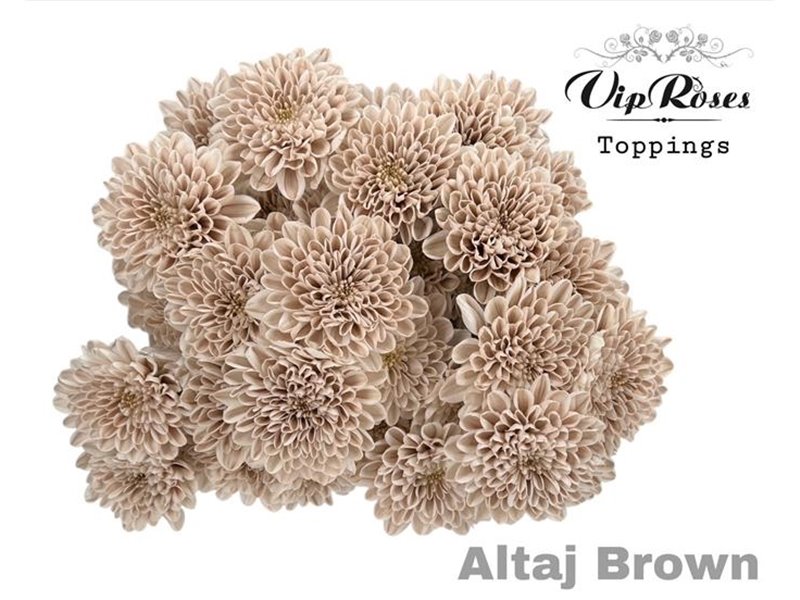 Marjetka T Altaj Brown c963