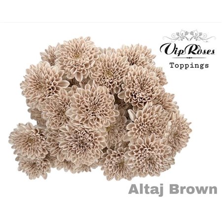 Marjetka T Altaj Brown c963