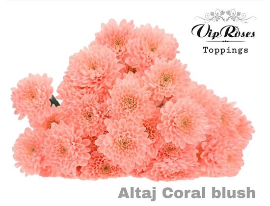 Marjetka T Altaj Brown c964