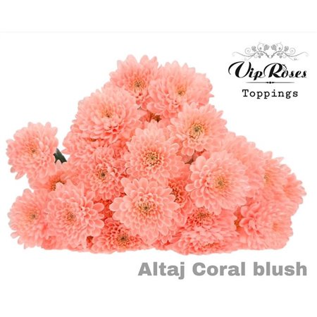 Marjetka T Altaj Coral Blush c965