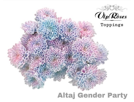 Marjetka T Altaj Gender Party c967
