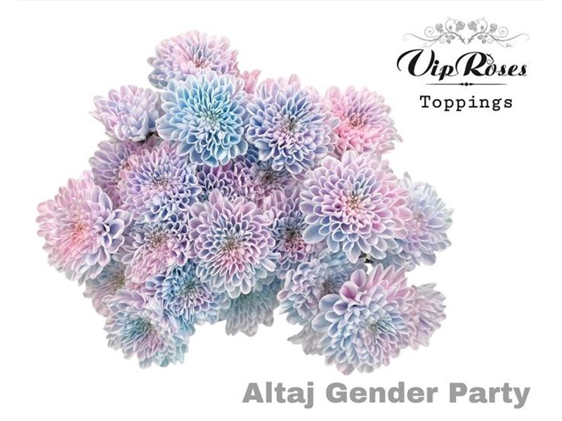 Marjetka T Altaj Gender Party c967