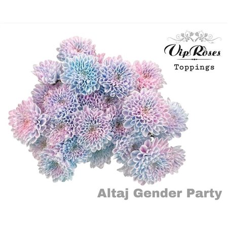 Marjetka T Altaj Gender Party c967