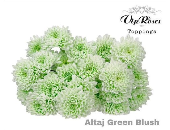 Marjetka T Altaj Green Blush c968