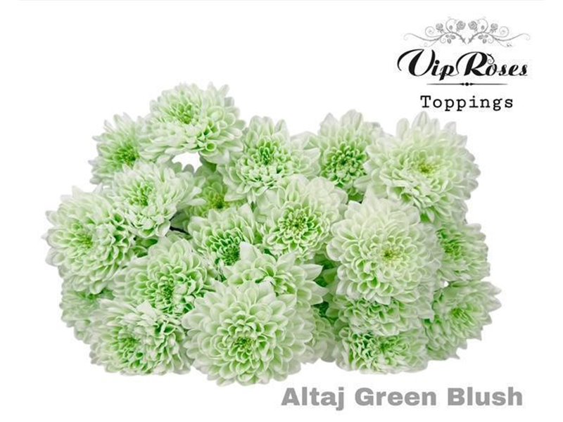 Marjetka T Altaj Green Blush c968