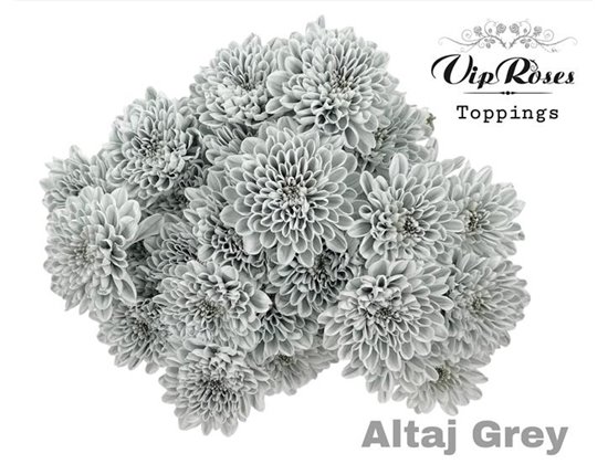 Marjetka T Altaj Grey c969