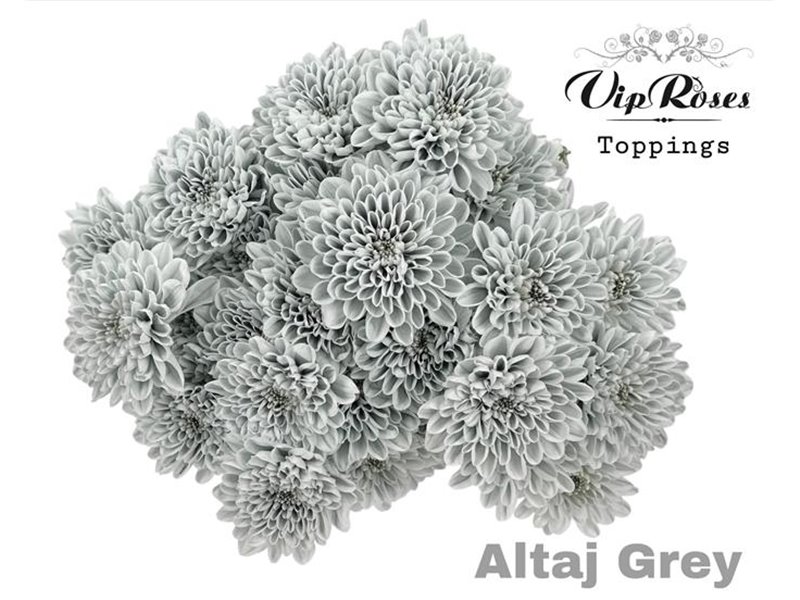 Marjetka T Altaj Grey c969