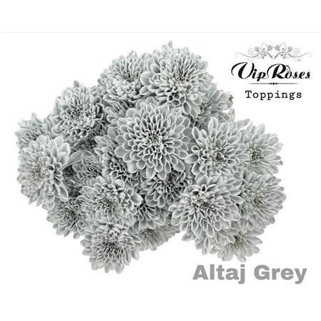 Marjetka T Altaj Grey c969
