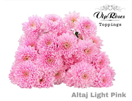 Marjetka T Altaj Light Pink c971