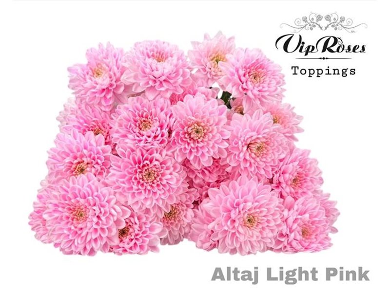 Marjetka T Altaj Light Pink c971