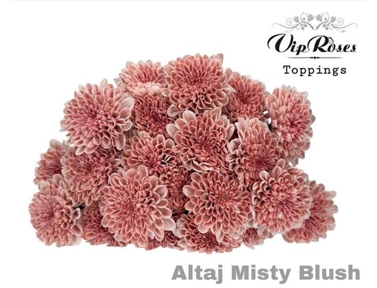 Marjetka T Altaj Misty Blush c972