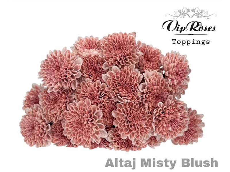 Marjetka T Altaj Misty Blush c972