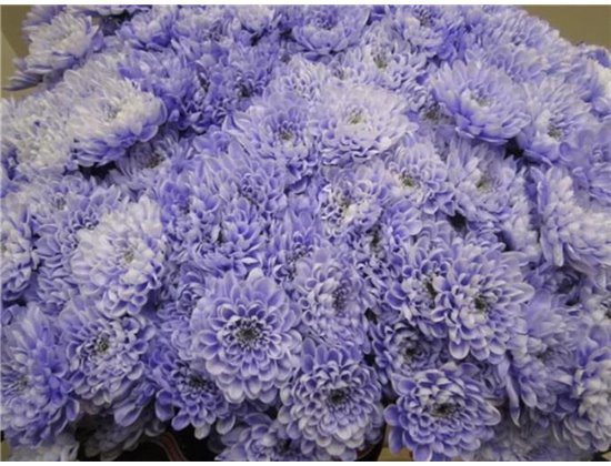 Marjetka T Altaj Pastel Lilac c976