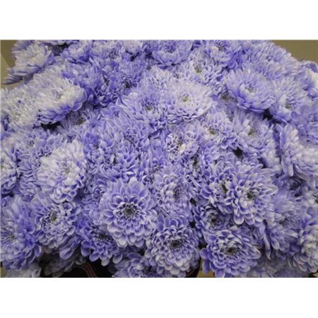 Marjetka T Altaj Pastel Lilac c976