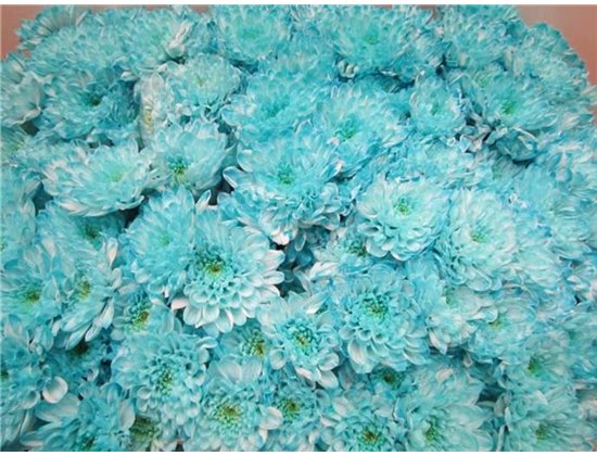 Marjetka T Altaj Pastel Mint c978