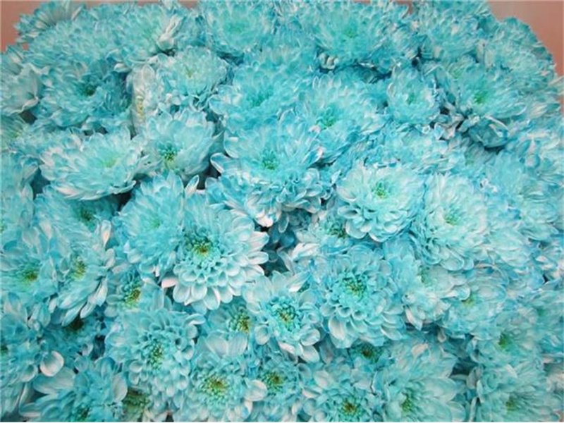 Marjetka T Altaj Pastel Mint c978