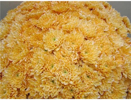 Marjetka T Altaj Pastel Orange c980