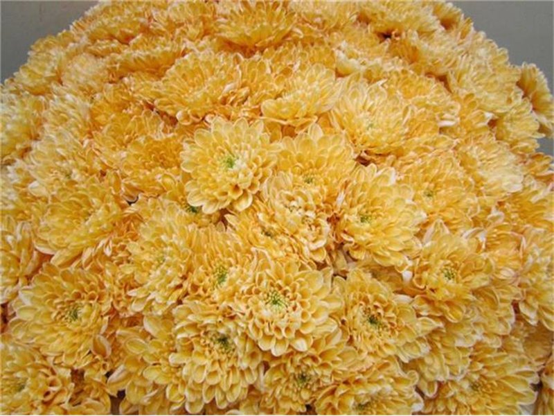 Marjetka T Altaj Pastel Orange c980