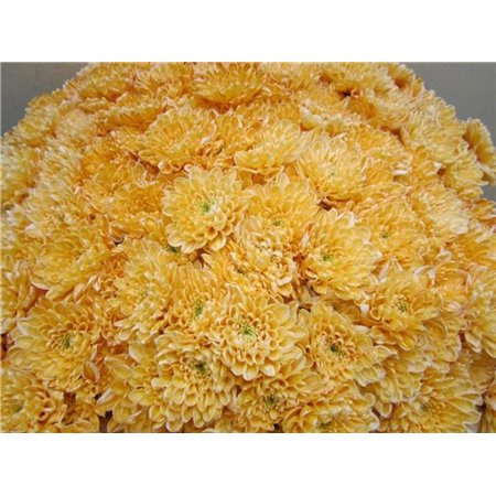 Marjetka T Altaj Pastel Orange c980