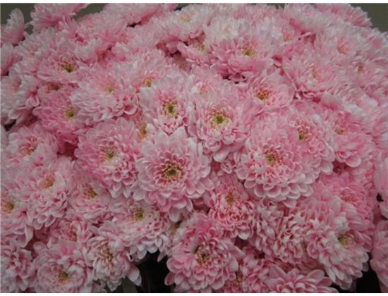 Marjetka T Altaj Pastel Pink c981