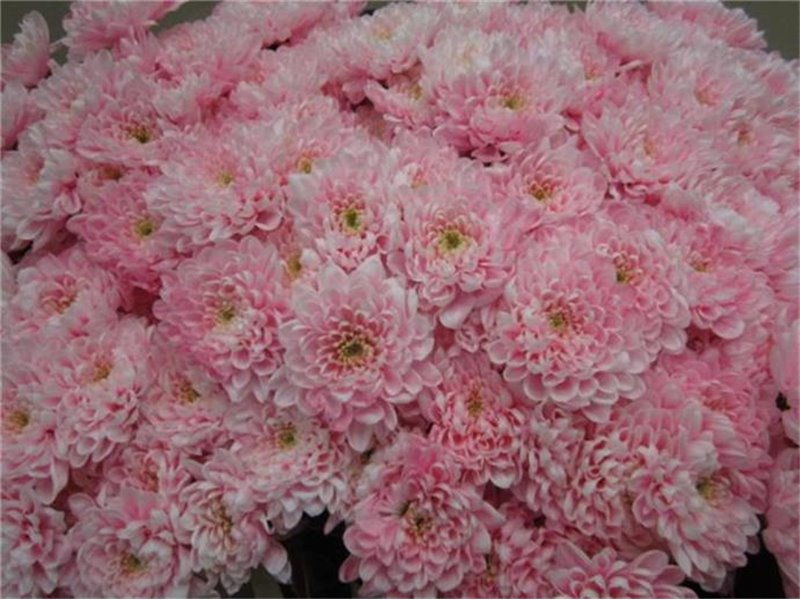 Marjetka T Altaj Pastel Pink c982