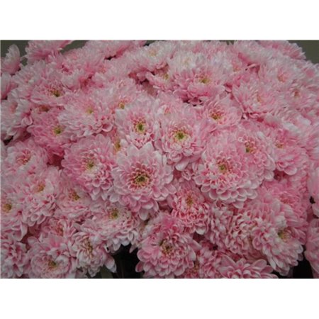 Marjetka T Altaj Pastel Pink c982