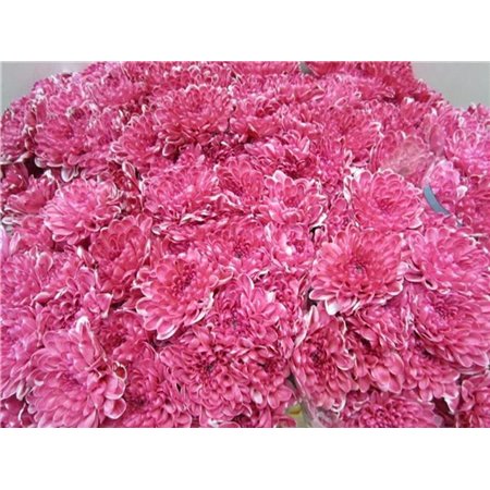 Marjetka T Altaj Pastel Red c983