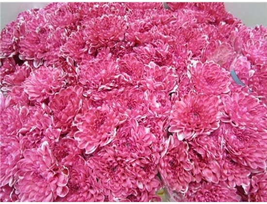 Marjetka T Altaj Pastel Red c984