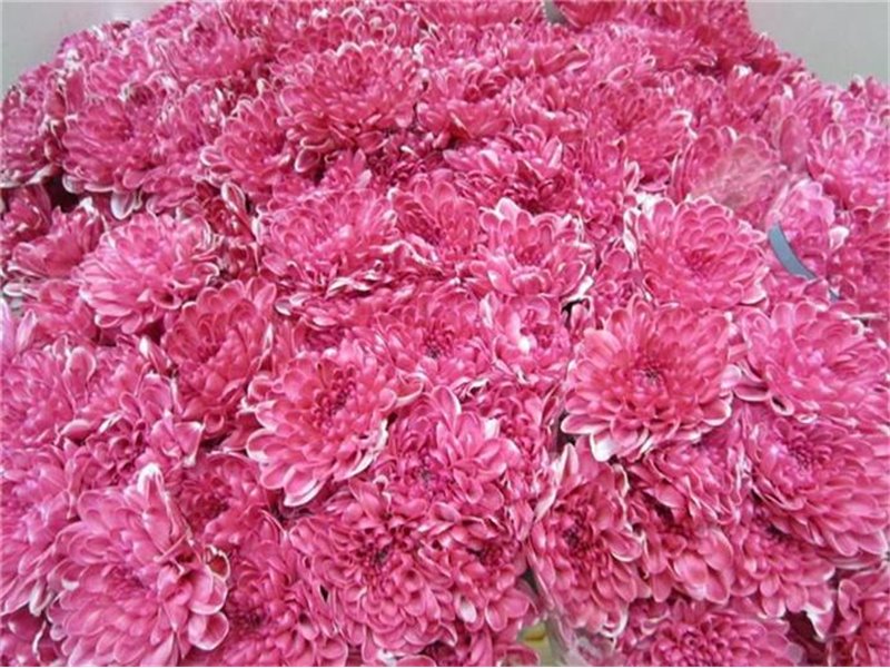 Marjetka T Altaj Pastel Red c984