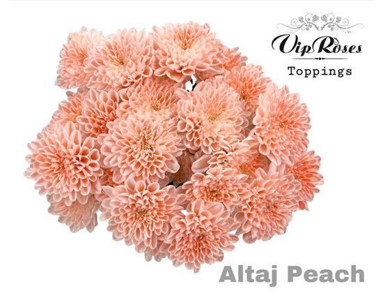 Marjetka T Altaj Peach c985