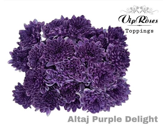 Marjetka T Altaj Purple Delight c986