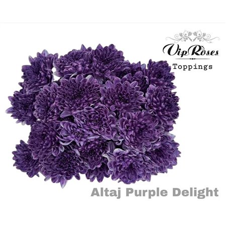 Marjetka T Altaj Purple Delight c986