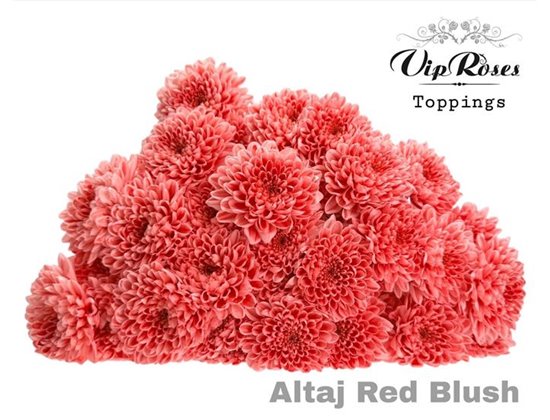 Marjetka T Altaj Red Blush c987