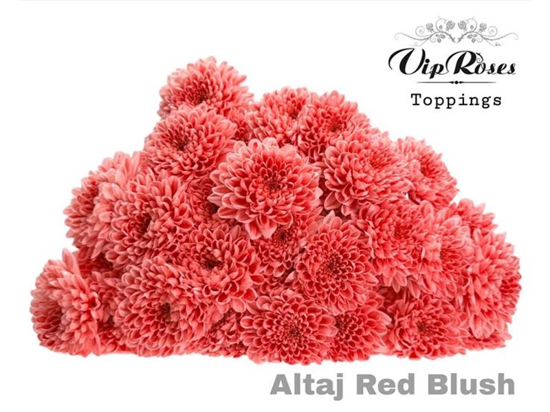 Marjetka T Altaj Red Blush c987