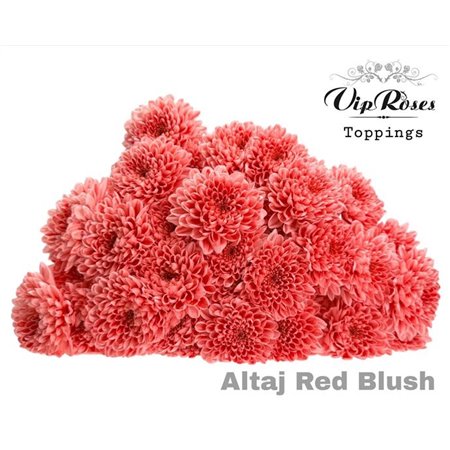 Marjetka T Altaj Red Blush c987