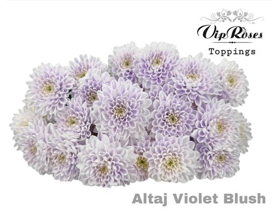 Marjetka T Altaj Violet Blush c989