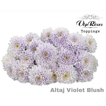 Marjetka T Altaj Violet Blush c989