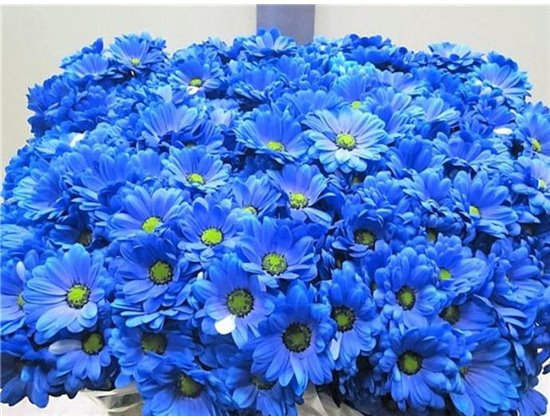 Marjetka T Bacardi Blue c991