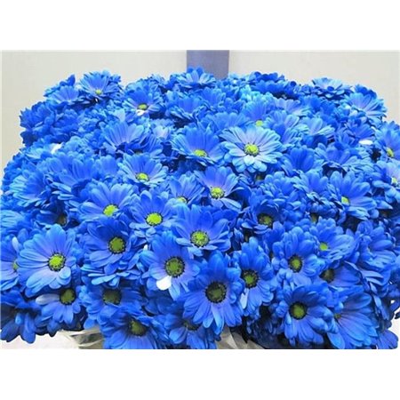 Marjetka T Bacardi Blue c991