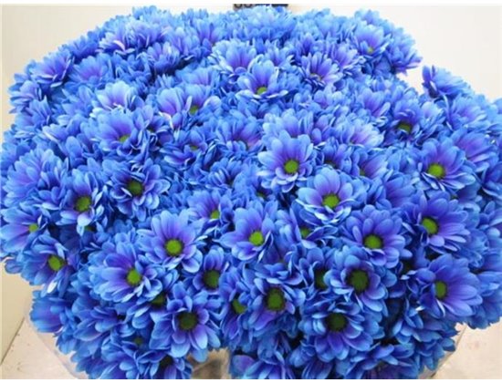 Marjetka T Bacardi Blue Lagoon c992