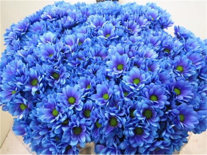 Marjetka T Bacardi Blue Lagoon c993