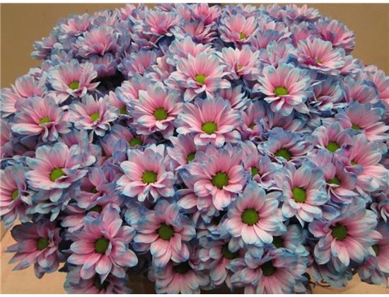 Marjetka T Bacardi Bubblegum c994