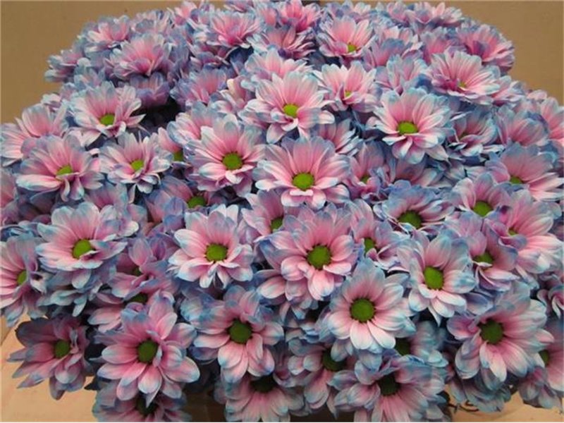 Marjetka T Bacardi Bubblegum c994