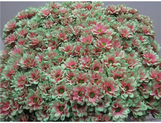 Marjetka T Bacardi Bubblegum c996